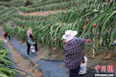 （乡村行·看振兴）广西宁明县：“小火车”进果